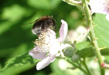 Eine Baumhummel auf einer Blüte auf der Schmetterlingswiese des SKH Altscherbitz.